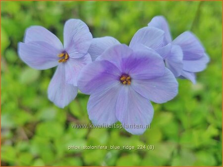 Phlox stolonifera &#39;Blue Ridge&#39;