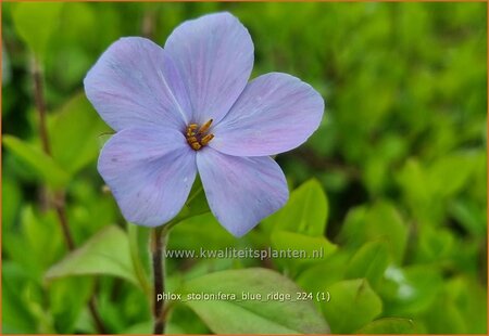 Phlox stolonifera &#39;Blue Ridge&#39;