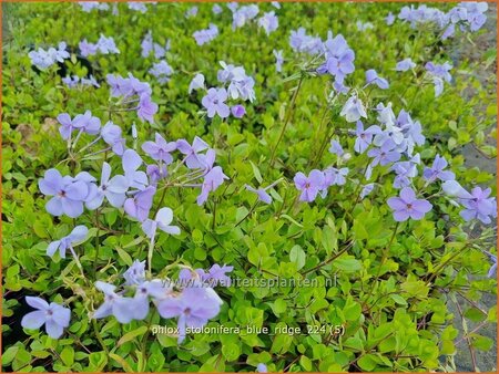 Phlox stolonifera &#39;Blue Ridge&#39;