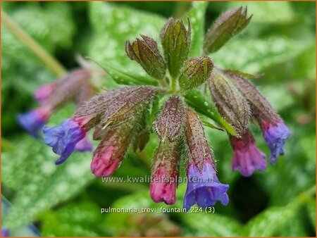 Pulmonaria 'Trevi Fountain'