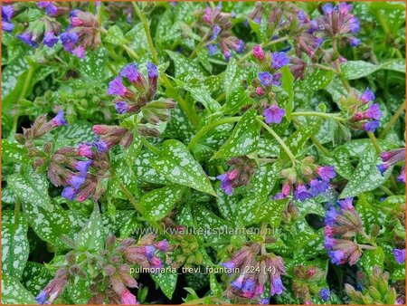 Pulmonaria 'Trevi Fountain'