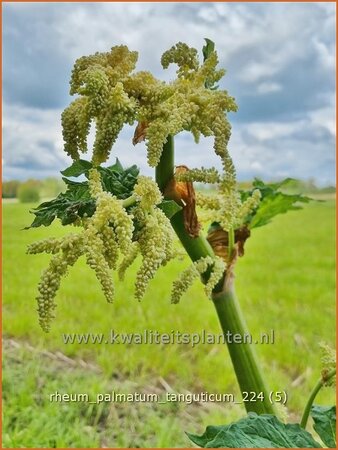 Rheum palmatum tanguticum