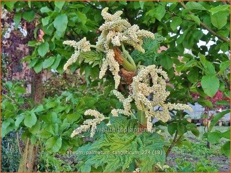 Rheum palmatum tanguticum