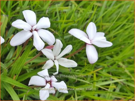 Rhodohypoxis platypetale &#39;Select&#39;
