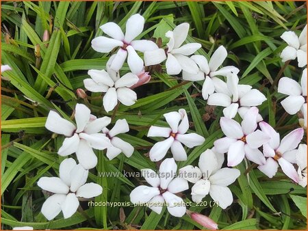 Rhodohypoxis platypetale &#39;Select&#39;