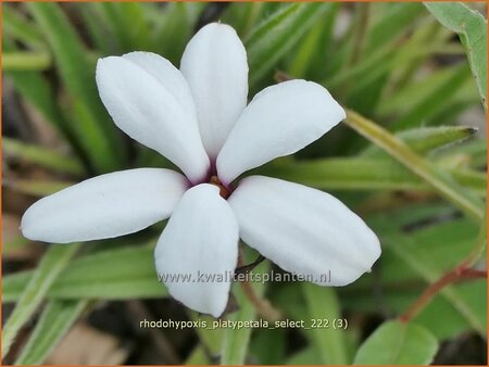 Rhodohypoxis platypetale &#39;Select&#39;