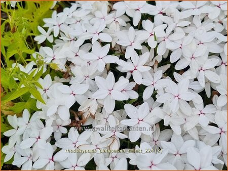 Rhodohypoxis platypetale &#39;Select&#39;