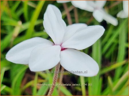 Rhodohypoxis platypetale &#39;Select&#39;