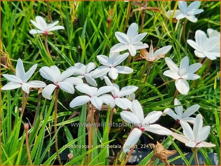 Rhodohypoxis platypetale &#39;Select&#39;