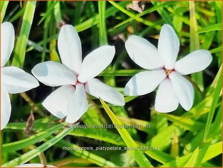 Rhodohypoxis platypetale &#39;Select&#39;