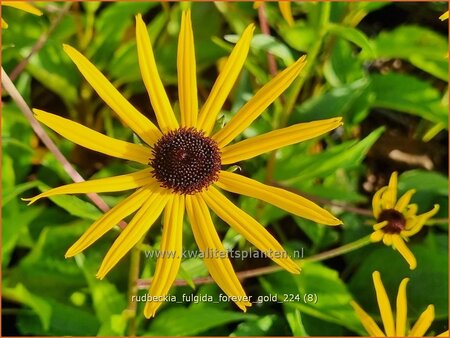 Rudbeckia fulgida 'Forever Gold'