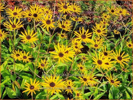 Rudbeckia fulgida 'Forever Gold'