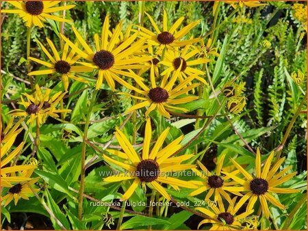 Rudbeckia fulgida 'Forever Gold'