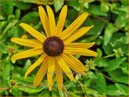 Rudbeckia fulgida &#39;Goldblitz&#39;