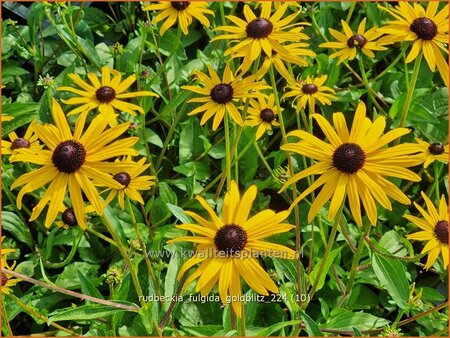 Rudbeckia fulgida &#39;Goldblitz&#39;