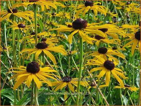 Rudbeckia fulgida &#39;Goldblitz&#39;