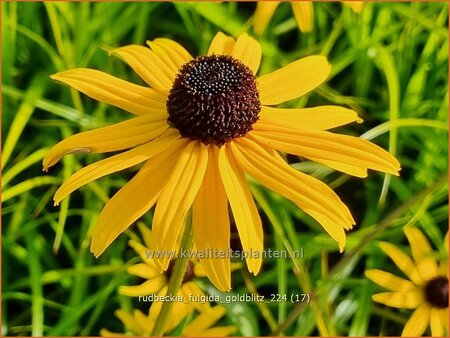 Rudbeckia fulgida &#39;Goldblitz&#39;