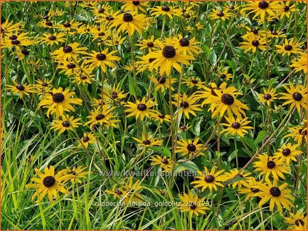 Rudbeckia fulgida &#39;Goldblitz&#39;