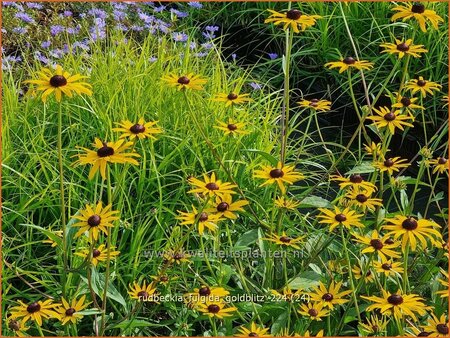 Rudbeckia fulgida &#39;Goldblitz&#39;