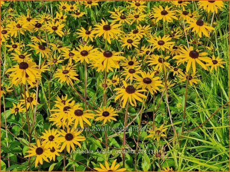 Rudbeckia fulgida &#39;Goldblitz&#39;