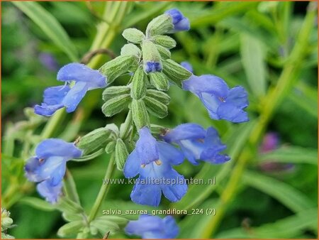 Salvia azurea 'Grandiflora'