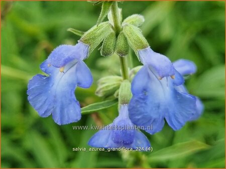 Salvia azurea 'Grandiflora'
