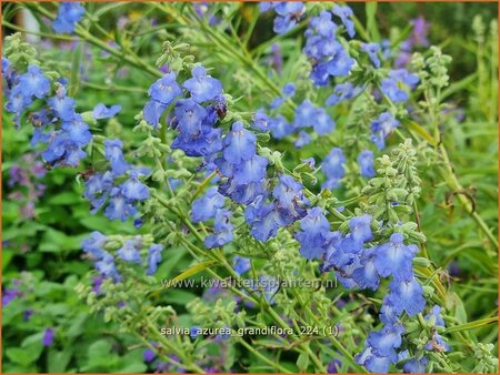 Salvia azurea 'Grandiflora'