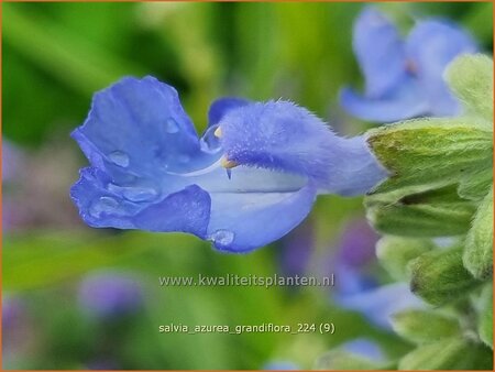 Salvia azurea 'Grandiflora'