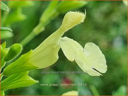 Salvia greggii 'Lemon Light'