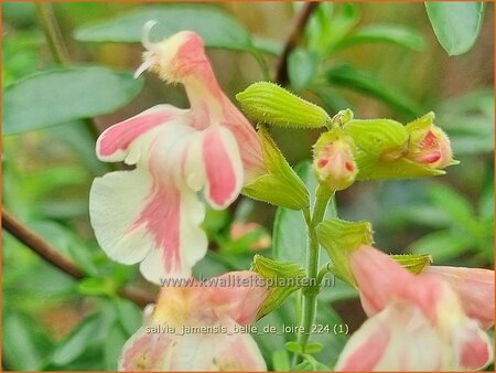 Salvia jamensis &#39;Belle de Loire&#39;