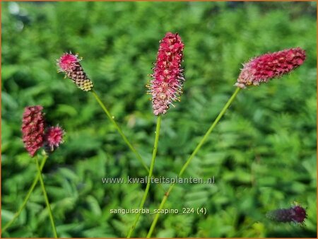 Sanguisorba 'Scapino'