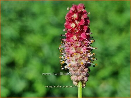 Sanguisorba 'Scapino'