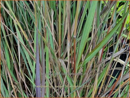 Sorghastrum nutans 'JS Winnetou'