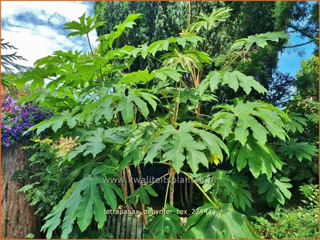 Tetrapanax papyrifer &#39;Rex&#39; (pot 11 cm)