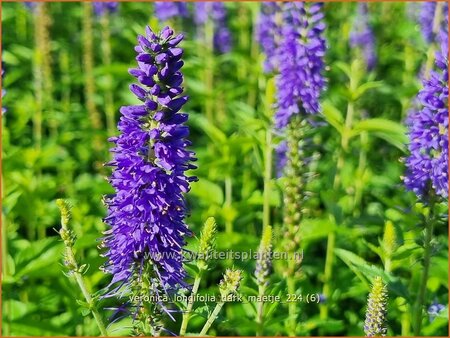 Veronica longifolia &#39;Dark Maetje&#39;