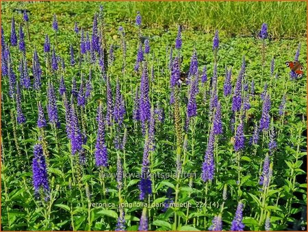 Veronica longifolia &#39;Dark Maetje&#39;