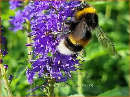 Veronica longifolia &#39;Dark Maetje&#39;