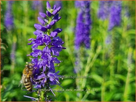 Veronica longifolia &#39;Dark Maetje&#39;