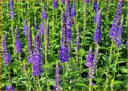 Veronica longifolia &#39;Dark Maetje&#39;