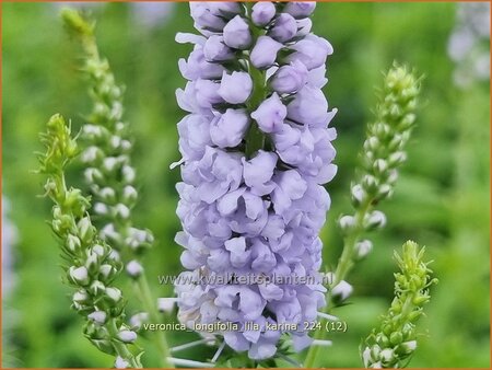 Veronica longifolia 'Lila Karina'