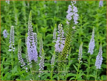 Veronica longifolia 'Lila Karina'