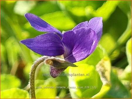 Viola odorata &#39;Miracle Classy Blue&#39;