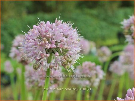 Allium nutans 'Caroline'