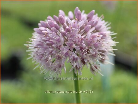 Allium nutans 'Caroline'