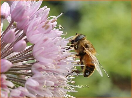 Allium nutans 'Caroline'