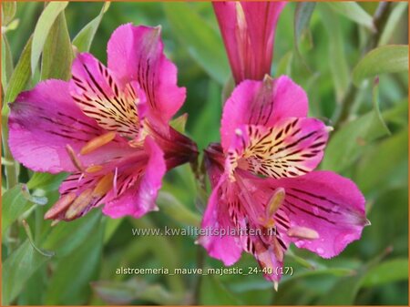Alstroemeria 'Mauve Majestic'