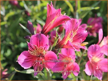 Alstroemeria 'Mauve Majestic'