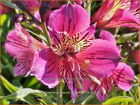 Alstroemeria 'Mauve Majestic'