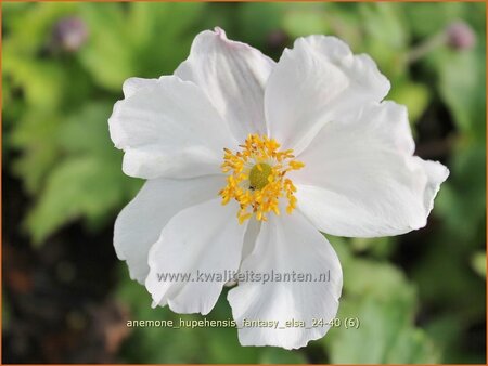 Anemone hupehensis &#39;Fantasy Elsa&#39;