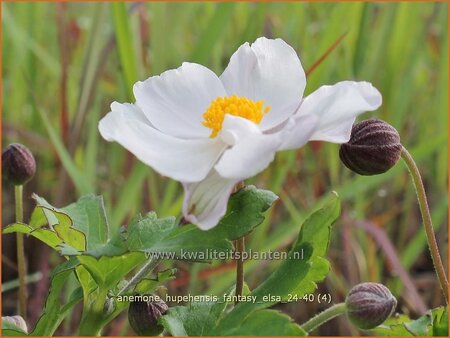 Anemone hupehensis &#39;Fantasy Elsa&#39;